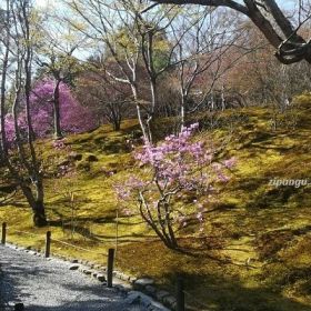 Arashiyama (Kyoto): guida alla visita