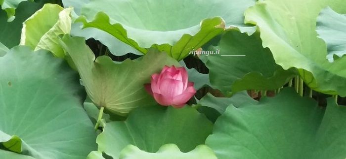 Cina: fiore di loto; un simbolo della cultura della Terra di Mezzo