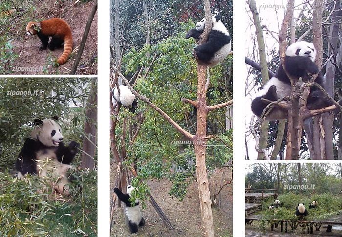 Tre settimane in Cina: tappa a Chengdu