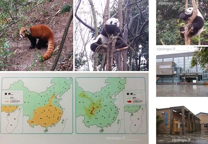 Cosa vedere in Cina: Chengdu; Centro di Ricerca per la Conservazione del Panda Gigante