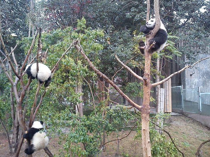 Itinerari in Cina: Chengdu