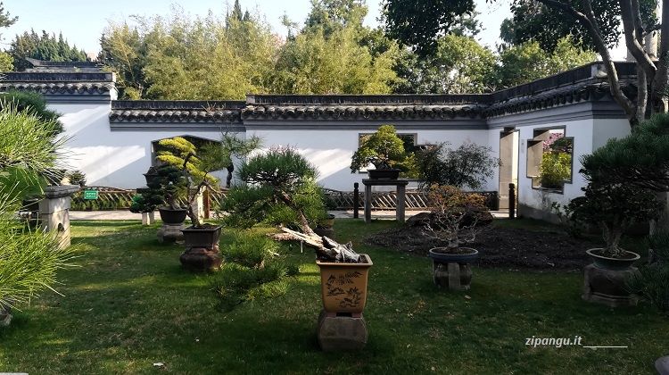 Shanghai: Giardino GuYiYuan; bonsai