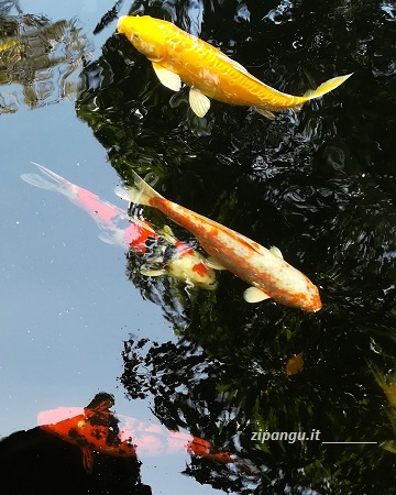 Cina, Zhujiajiao: Giardino HeXinYuan