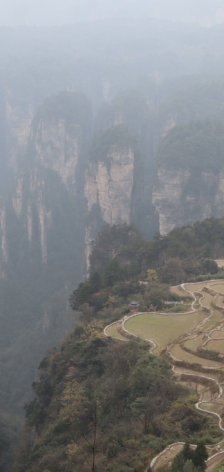 Zhangjiajie: Kongzhong-Tianyuan; veduta della bella risaia panoramica