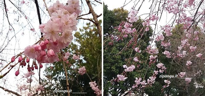 Ciliegi in Giappone: alberi della varietà yaebeni-zakura