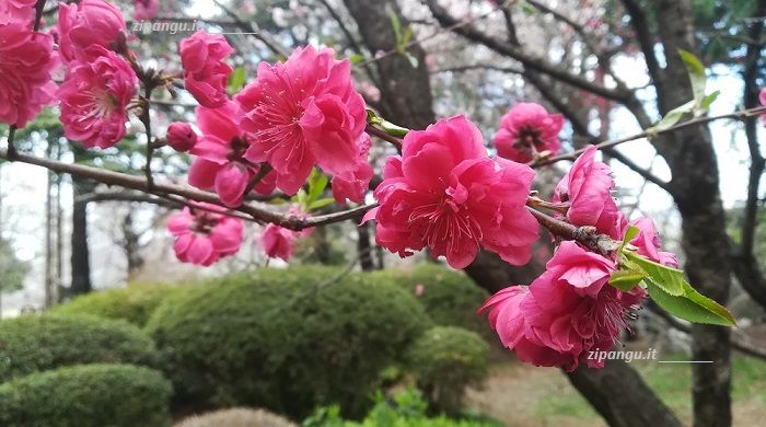 Viaggio in Giappone; cosa fare: vedere le fioriture; fiori di pesco