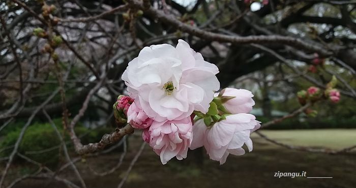 Ciliegi a Tokyo: fukurokuju