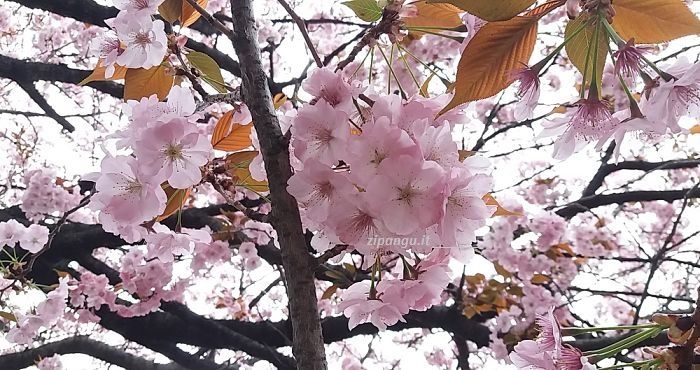 Alberi di ciliegio in Giappone: i choshu-hi-zakura