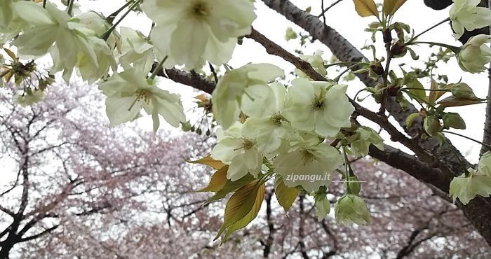 Quando viaggiare in Giappone: ad aprile per vedere i ciliegi ukon