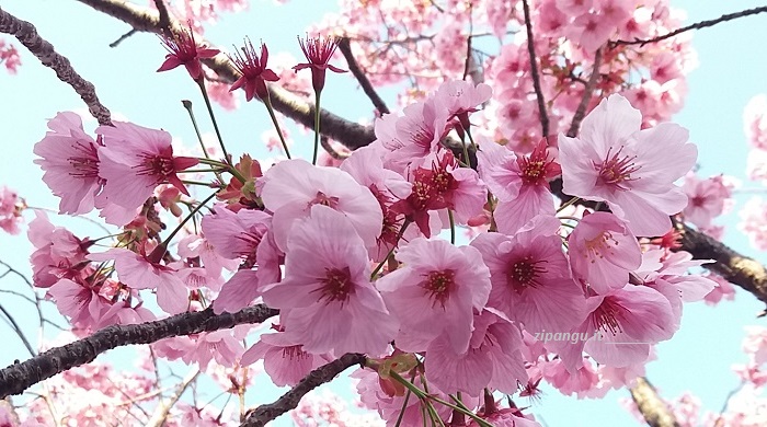 Giappone: un ciliegio della varietà Yokozakura coi caratteristici fiori dal color rosa intenso