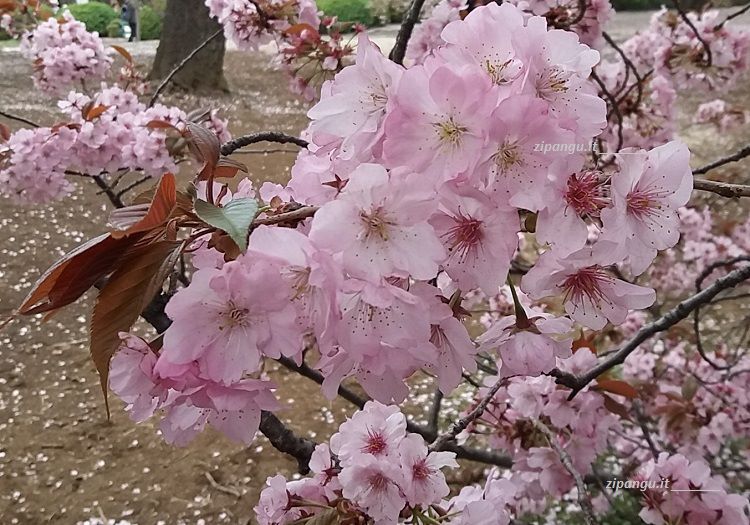 Ciliegio choshuhikazura a Tokyo (Giappone)