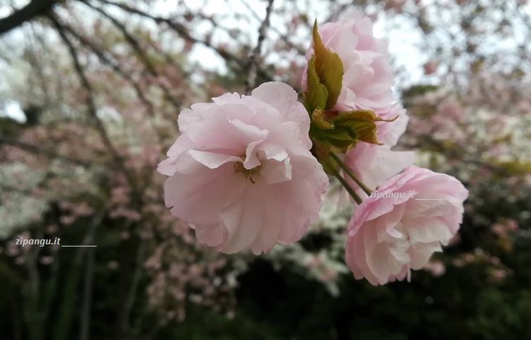 Shinjuku-Gyoen (Tokyo): ciliegi ichiyo