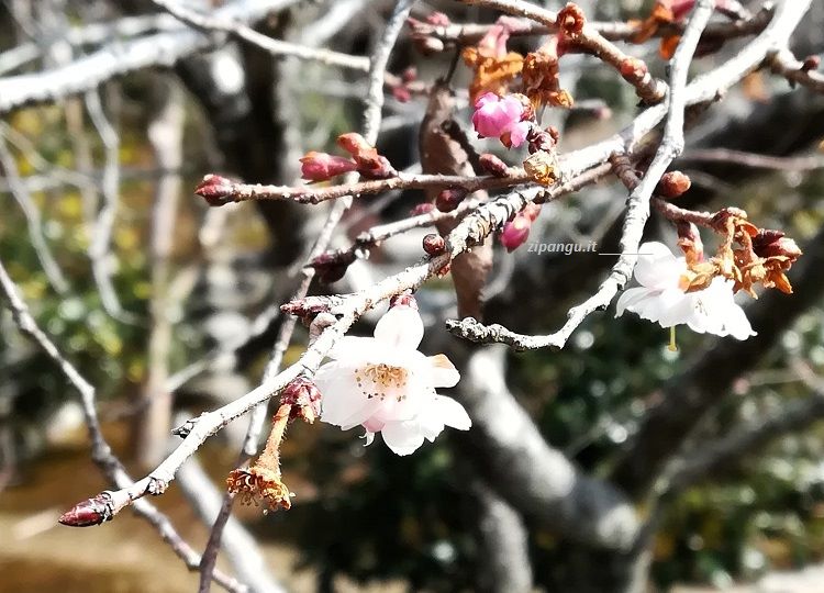 Fiori di un ciliegio Fudanzakura (不断桜) in Giappone