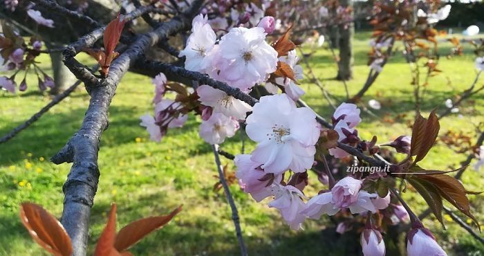 Varietà di alberi di ciliegio in Giappone: i takinioi