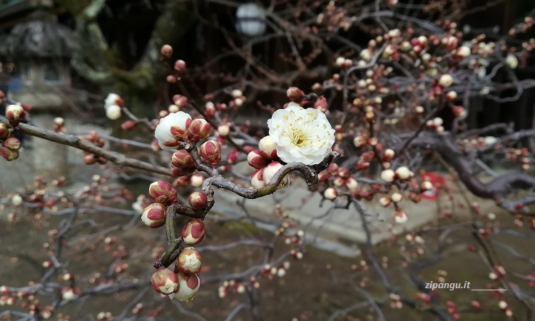 Fioritura di un pruno al Kitano-Tenmangu di Kyoto