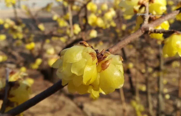 Fioritura di un pruno Robai a Kyoto