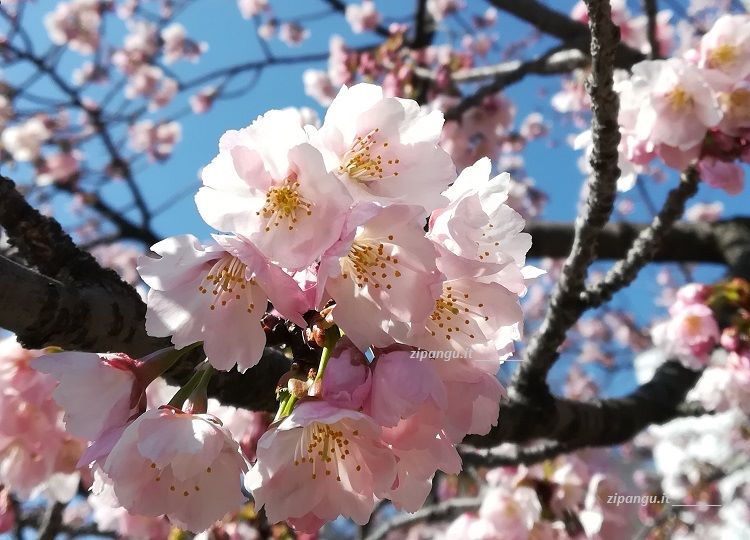 Varietà di ciliegi dalla fioritura precoce: Ookanzakura