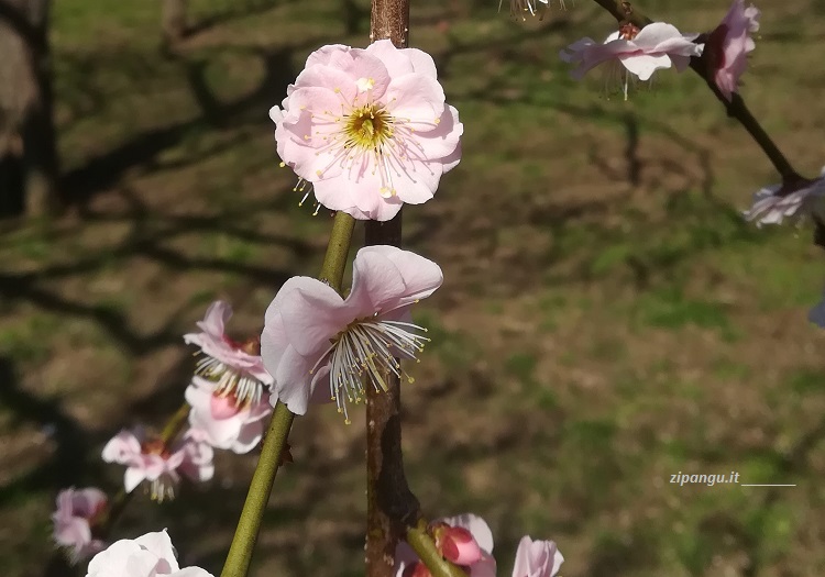 Fioritura di un pruno al Kairaku-En di Mito (Giappone)