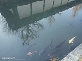 Kyoto Itinerario in Giappone, 6° giorno: visita a Kyoto