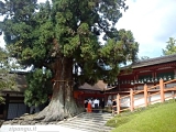 Nara Giappone: Nara