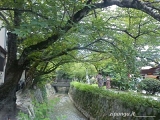 Kyoto: il Sentiero del Filosofo