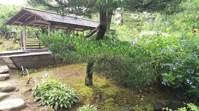 Che piante vedere nel Kenroku-En: le ortensie