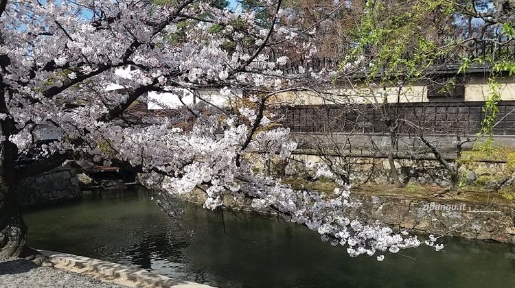Kurashiki (Giappone): un bel ciliegio in fiore