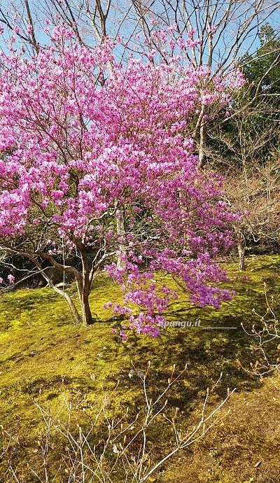 Tenryu-Ji (Kyoto): giardino dei muschi