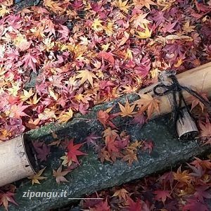 Autunno in Giappone: aceri in festa
