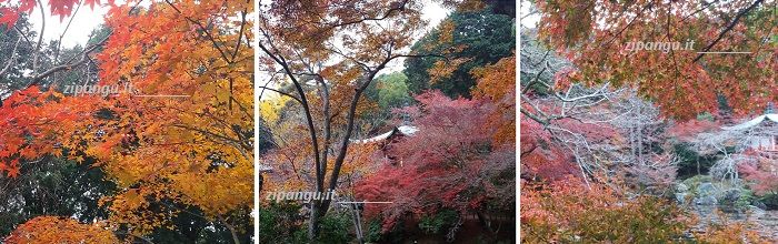 Colori dell'autunno in Giappone: Kyoto, Daigo-Ji