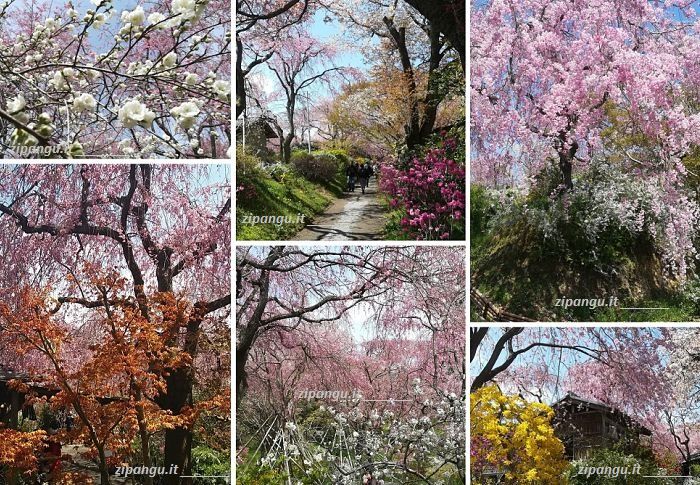 Viaggio in Giappone durante la fioritura dei ciliegi: hanami a Kyoto