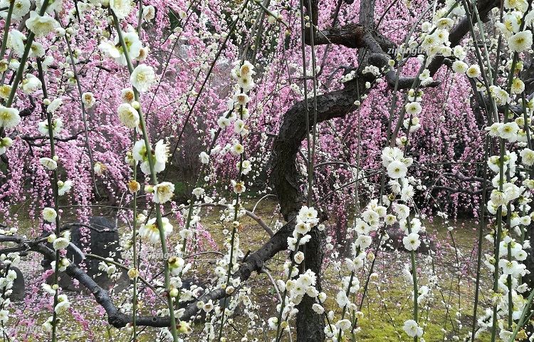 Pruni in fiore al Jonangu (Kyoto)