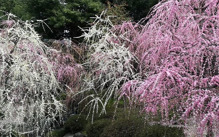 Fushimi (Kyoto): Jonangu; pruni in fiore