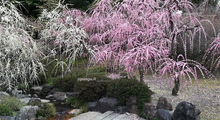 Pruni in fiore nel Jonan-gu (Kyoto): fiori bianchi e fiori rosa di alberi shidare
