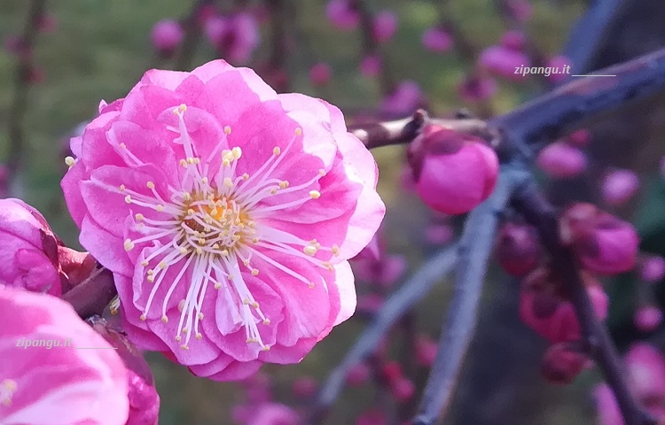 Fiore di un pruno dal colore intenso a Kyoto