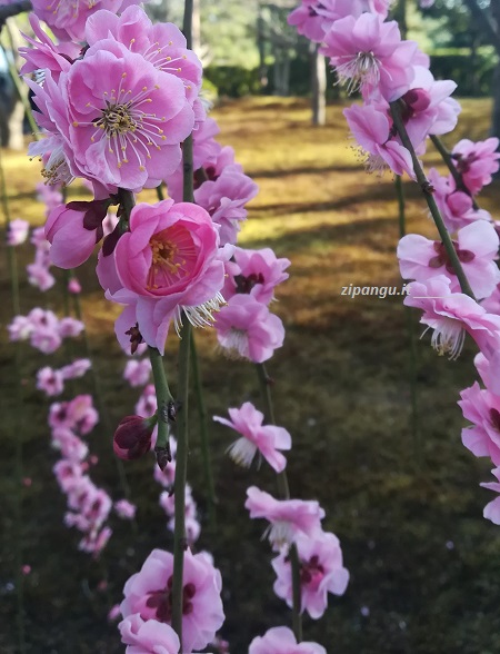 Dove vedere i pruni in fiore a Kyoto: Jonangu