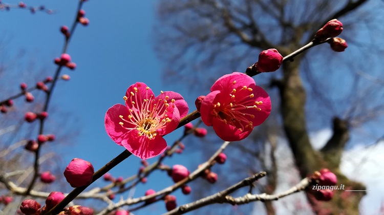 Pruno in fiore al Kitano-Tenmangu, una delle mete comuni di un viaggio a Kyoto di quattro giorni