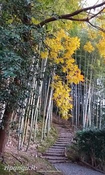 Tempio Kodai-Ji (Kyoto): boschetto di bambù