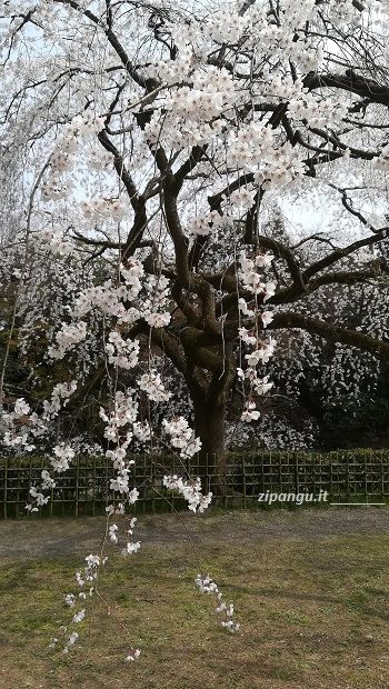 Cinque giorni a Kyoto: hanami nel Kyoto-Gyoen