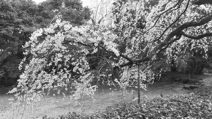 Kyoto-Gyoen: ciliegi in fiore