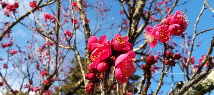 Kyoto-Gyoen; fiori di un pruno dalla vivace tonalità di rosa