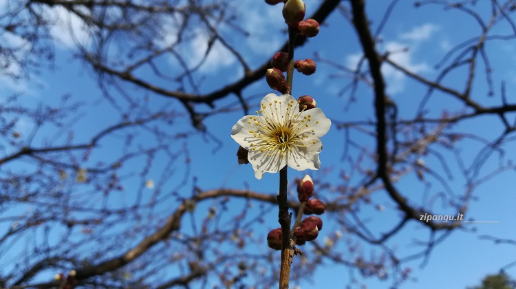 Kyoto-Gyoen: un pruno in fiore