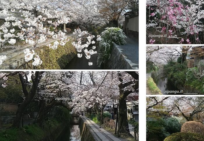Fioritura dei ciliegi in Giappone: Kyoto e il Sentiero del Filosofo