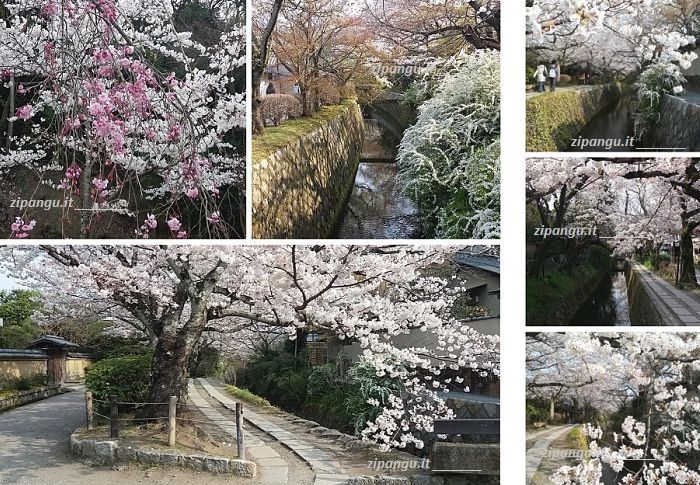 Viaggio in Giappone di 10 giorni in primavera: Kyoto, il Sentiero del Filosofo; fioritura dei ciliegi