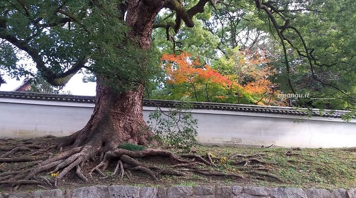 Tempio Shoren-In (Kyoto): alberi di canfora