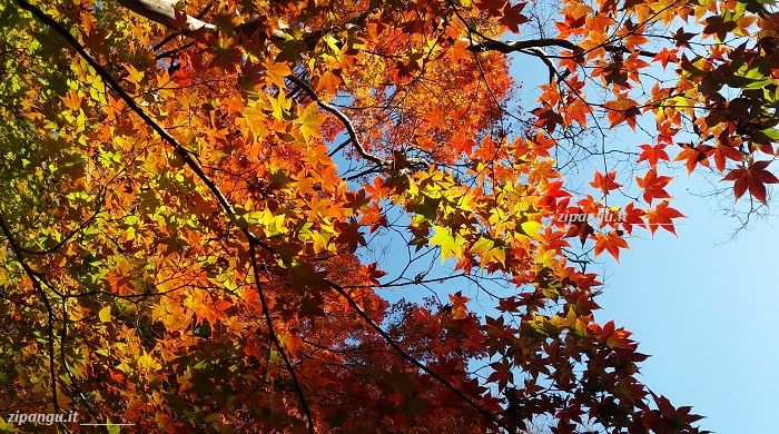Itinerari a Kyoto a fine novembre: visita allo Shoren-In