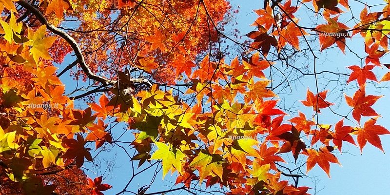 Tempio Shoren-In (Kyoto): aceri