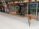 Miyajima Miyajima: il centro del paese