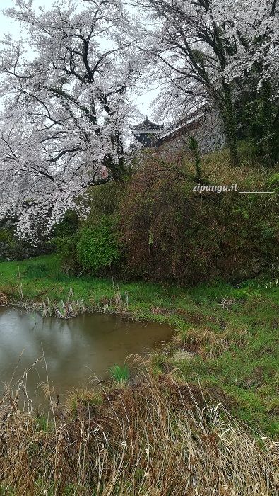 Dove vedere i ciliegi in Giappone: Yamato-Koriyama; il parco del castello