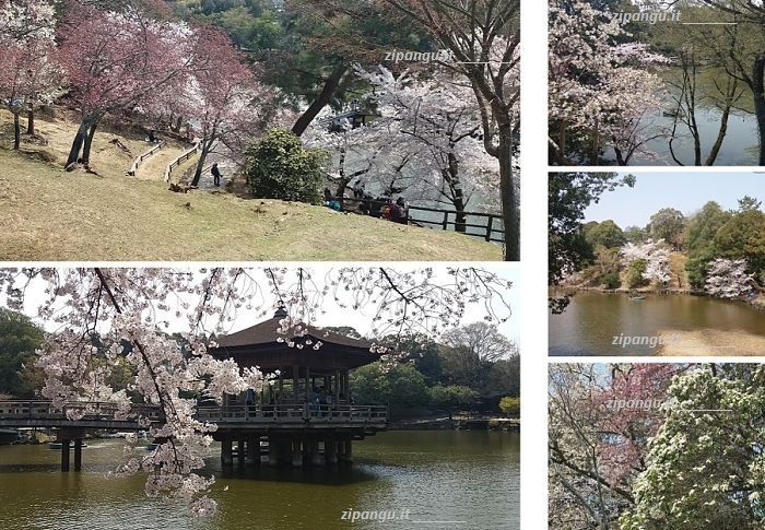 Itinerario culturale di 10 giorni in Giappone: visita a Nara; Parco di Nara